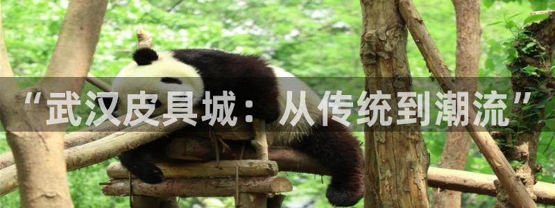 富邦体育娱乐